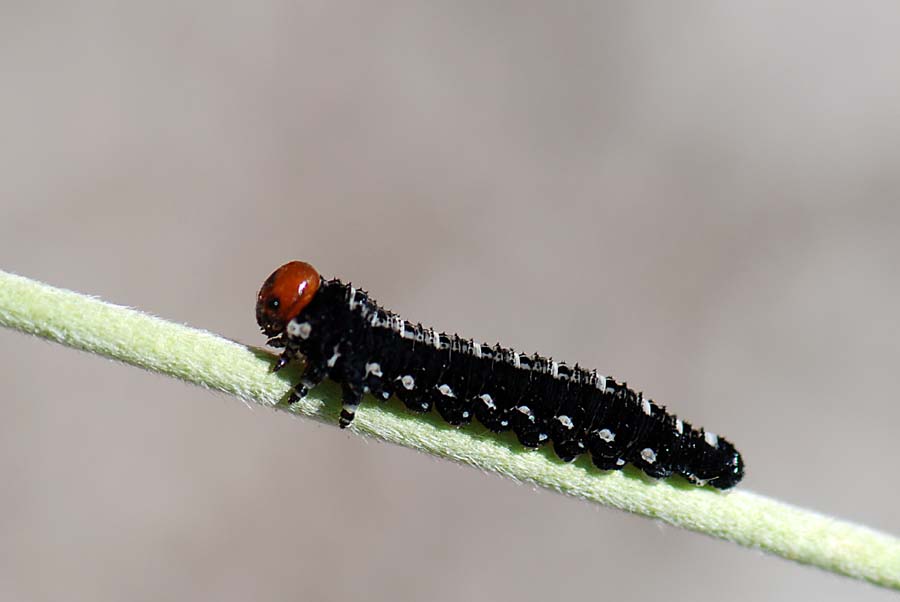 Bruco testa rossa (larva di Symphitae)